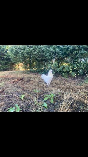 Silkie Cocks