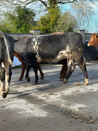 6 super Incalf heifers for tullamore Mart 20th