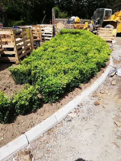 Box Hedging