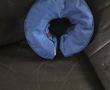 Padded dog recovering dog collar barely used almost brand new selling for 20 Collection only Virginia area