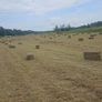 Hay Image 3