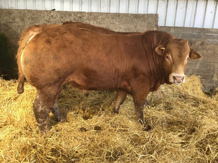 Pbr limousine bulls