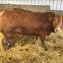 Pbr limousine bulls Image 2