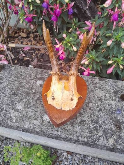 vintage hunting trophy