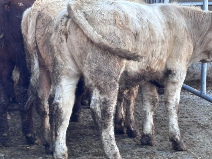6 top quality suckler bred bull Weanlings for sale