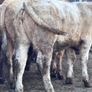 6 top quality suckler bred bull Weanlings for sale Image 2