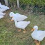 Embden goslings Image 7