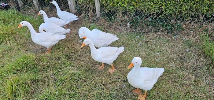 Geese