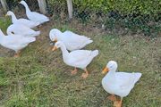 Geese