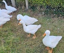 Geese