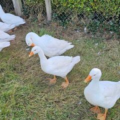 Geese