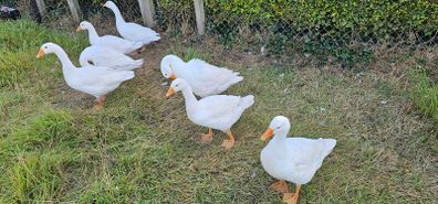 Geese