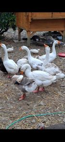 Geese