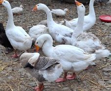 Geese