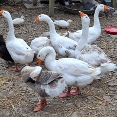 Geese