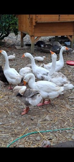 Geese