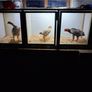 Poultry show pens Image 5