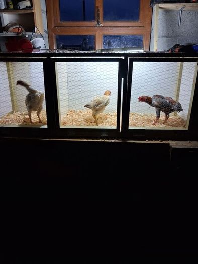 Poultry show pens