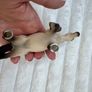 Schleich 13706 Buckskin Pony 2011 Used Dirty Please see photos Image 6