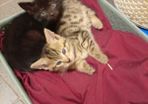 kitten