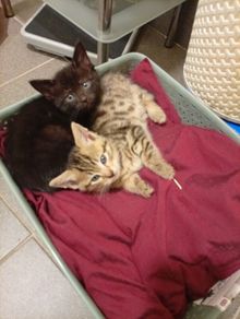 kitten