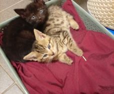 kitten