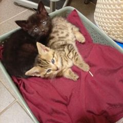 kitten