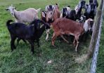 Goats
