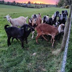Goats