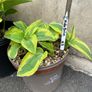 Hostas and other plants for sale Image 3