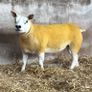 Pedigree Texel gimmers for sale Image 10