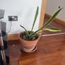 Plants - diverse Image 3