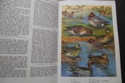 1972 "The Oxford Book of Birds"