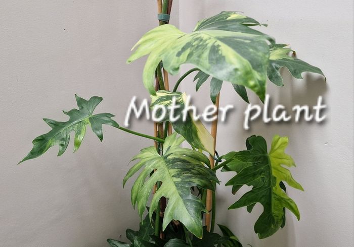 No.2 Philodendron Radiatum Variegated