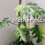 No.2 Philodendron Radiatum Variegated Image 9
