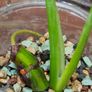 No.6 Monstera Green on Green Image 7