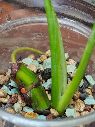 No.6 Monstera Green on Green
