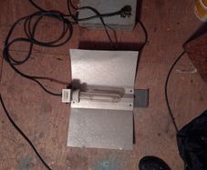600w sodium light with ballast.