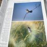 Handbook of the Birds of the World Volume 9 - Cotingas - Pipits Lynx Ed 2004 Image 9