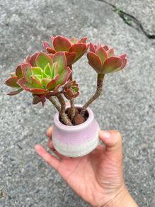 plant