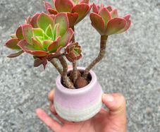 plant