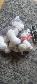 Husky soft toys