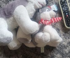 Husky soft toys