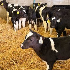 10 Friesian Bull Calves for Sale