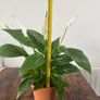 Peace lily house plant Image 3