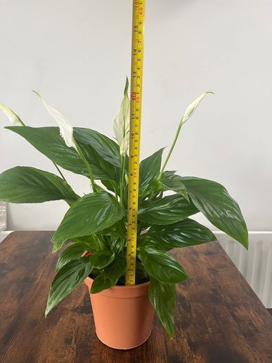 Peace lily house plant