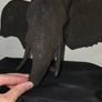Elephant Wall Hanging Image 5