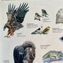 Poster of Greenlandic Animals Image 5