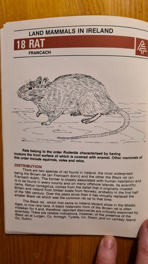 Land Mammals In Ireland. Issued By Forest And Wildlife Service. Leesonane Dublin. Booklet.1986.