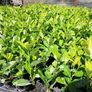 Laurel Hedging Image 3